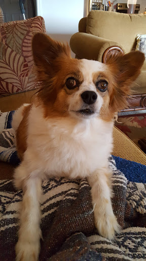 Pet Supply Store «Petco Animal Supplies», reviews and photos, 4540 Princess Anne Rd #128, Virginia Beach, VA 23462, USA