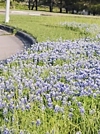 Tourist Attraction «Waugh Drive Bat Colony», reviews and photos, Waugh Dr, Houston, TX 77002, USA