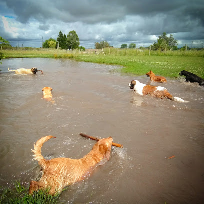 Kira Hotel Canino