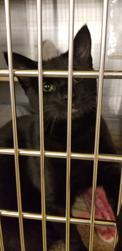 Pet Supply Store «PetSmart», reviews and photos, 5336 Westpointe Plaza Drive, Columbus, OH 43228, USA