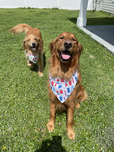 Pet Supply Store «PetSmart», reviews and photos, 15500 Panama City Beach Pkwy #340, Panama City Beach, FL 32413, USA