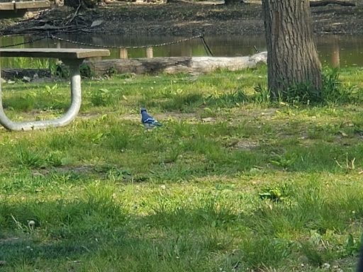 Learning Center «Trailside Museum of Natural History», reviews and photos, 738 Thatcher Ave, River Forest, IL 60305, USA