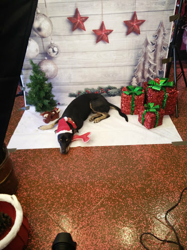 Pet Supply Store «Woof Gang Bakery & Grooming Lake Mary», reviews and photos, 1210 International Pkwy #118, Lake Mary, FL 32746, USA