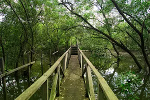 Hutan Mangrove image