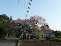 久能臥龍桜