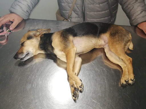 Clínica Veterinaria Ortuella en Ortuella