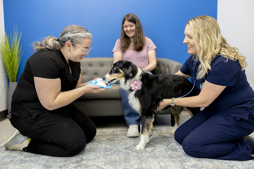 PetVet365 Pet Hospital Lexington/Richmond Rd image