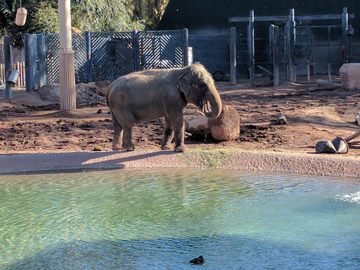 Zoo «Phoenix Zoo», reviews and photos, 455 N Galvin Pkwy, Phoenix, AZ 85008, USA