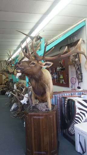 Archery Store «Archery Hut & Borderland Taxidermy», reviews and photos, 1400 E Idaho Ave, Las Cruces, NM 88001, USA