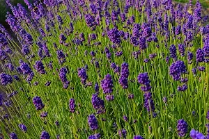 Lavendel Labyrinth image