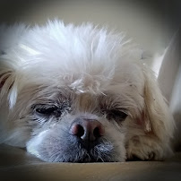 Montgomery Pet Sitters Palm Springs, CA - Photo 8 - Car repair in , Indio