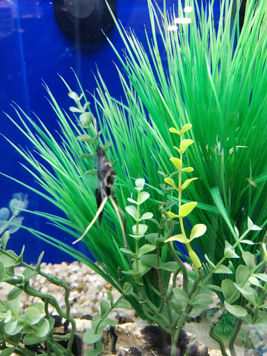 Pet Supply Store «PetSmart», reviews and photos, 11833 Dallas Pkwy, Frisco, TX 75033, USA