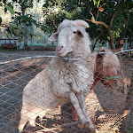 Photo n°14 de l'avis de F.P..9 fait le 01/11/2022 à 11:25 sur le  Ristorante Il Cerqueto à Marzano di Nola