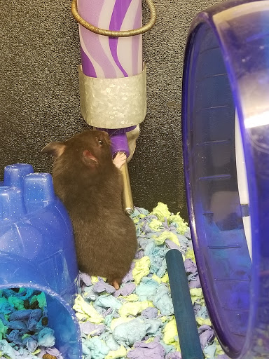 Pet Supply Store «PetSmart», reviews and photos, 7177 SE 29th St, Midwest City, OK 73110, USA