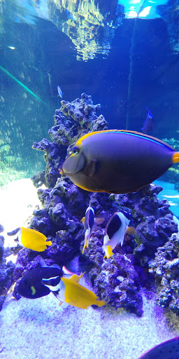 Tropical Fish Store «Rainbow Aquarium and Pond», reviews and photos, 9066 Woodman Ave, Pacoima, CA 91331, USA