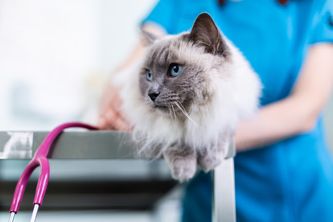 vetdermreferrals.co.uk