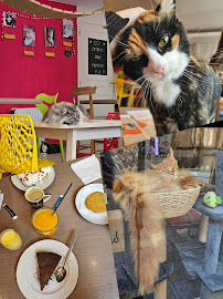 Les plus récentes photos du Café Le Chat Puccino à Rennes - n°1