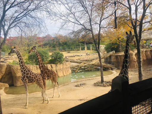 Transit Stop «Dallas Zoo Station», reviews and photos, 614 S. Ewing Avenue, Dallas, TX 75203, USA