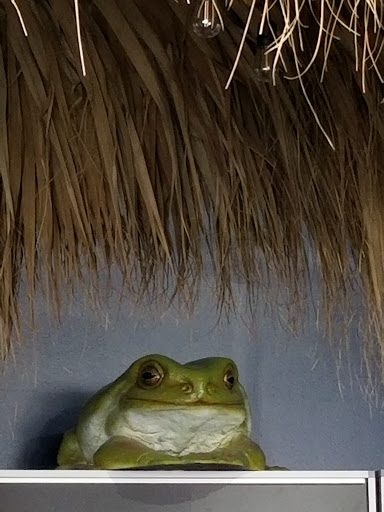 Pet Store «Everything Pet», reviews and photos, 3616 N Fry Rd, Katy, TX 77449, USA