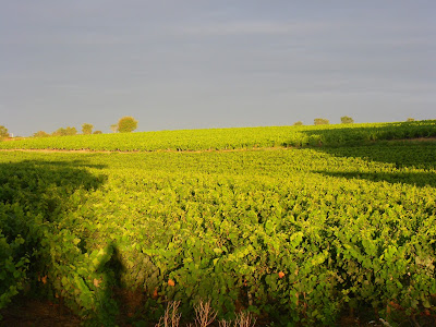 POIRON DABIN à Château-Thébaud