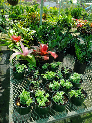 Tiendas para comprar plantas exterior San Juan