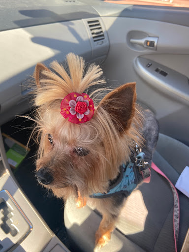 Pet Supply Store «Animal House Grooming & Quality», reviews and photos, 229 W Absecon Blvd, Absecon, NJ 08201, USA