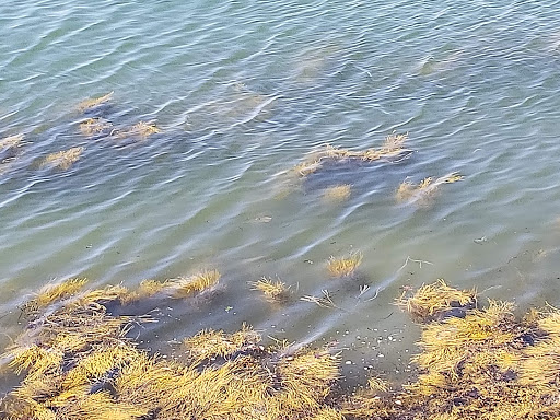 Nature Preserve «Littlejohn Island Preserve», reviews and photos, Pemasong Ln, Yarmouth, ME 04096, USA