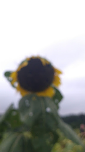 Tourist Attraction «Sunflower Maze», reviews and photos, South St, Middlefield, CT 06455, USA