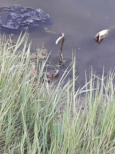 Park «Bob Cooke Park», reviews and photos, 2025 Craig Hanking Dr, Arlington, TX 76010, USA