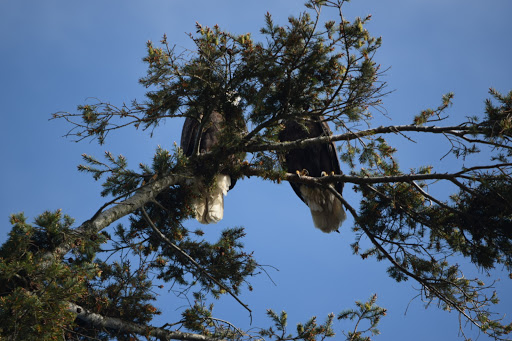 Yacht Club «Everett Yacht Club», reviews and photos, 404 14th St, Everett, WA 98201, USA
