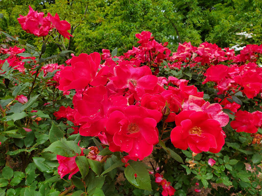 Event Venue «Belle Meade Plantation», reviews and photos, 5025 Harding Pike, Nashville, TN 37205, USA