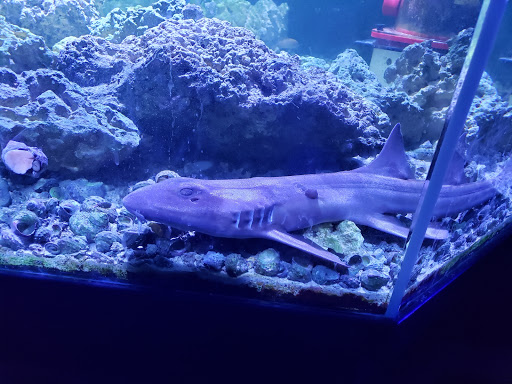 Pet Store «Underwater World Discount Pets», reviews and photos, 2 Galleria Mall Dr # 185, Taunton, MA 02780, USA