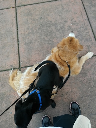 Pet Supply Store «Petco Animal Supplies», reviews and photos, 855 E Bidwell St, Folsom, CA 95630, USA