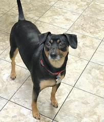Taylor Animal Hospital of Parkville - Photo 4 - Car repair in Parkville, MO, Kansas City