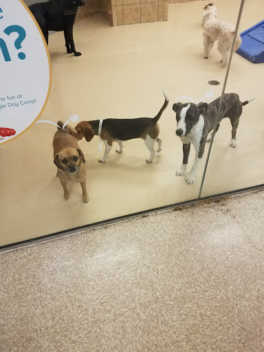 Pet Supply Store «PetSmart», reviews and photos, 6800 Wisconsin Ave, Bethesda, MD 20815, USA