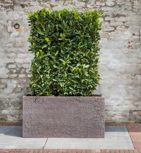 Florist «Red Square Flowers», reviews and photos, 337 W Mifflin St, Madison, WI 53703, USA