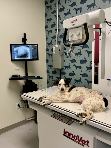 Guardian Veterinary Care image