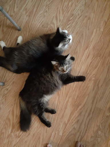 Pet Supply Store «Pet Supermarket», reviews and photos, 1020 S Ponce De Leon Blvd, St Augustine, FL 32086, USA