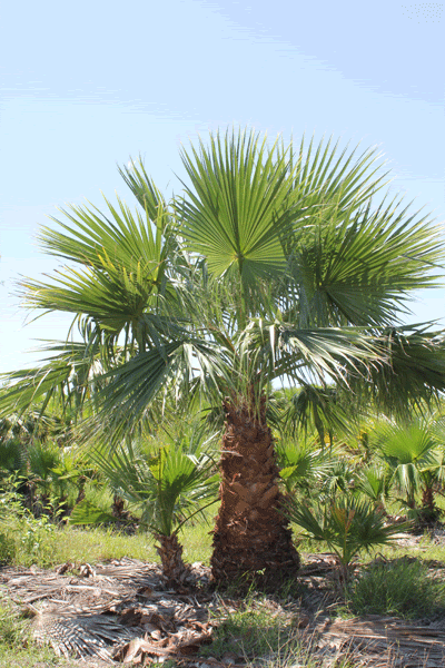 McAllen Palms Farm
