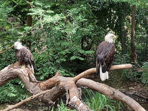 Zoo «Queens Zoo», reviews and photos, 53-51 111th St, Corona, NY 11368, USA