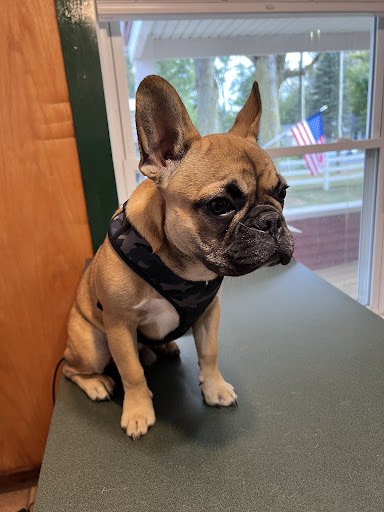 Noah's Ark Pet Hospital image