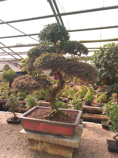 Centro bonsai Iodice