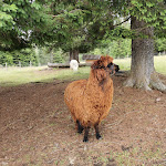 Photo n°4 de l'avis de Elena.o fait le 16/07/2020 à 10:50 sur le  Malga Ora à Aldein