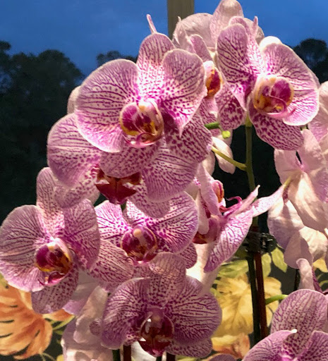 Florist «Eau Gallie Florist», reviews and photos, 1490 Highland Ave, Melbourne, FL 32935, USA