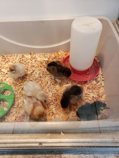 Pet Supply Store «Powell Bros. Feed & Pet Supply», reviews and photos, 1895 Broadway St, Vallejo, CA 94589, USA