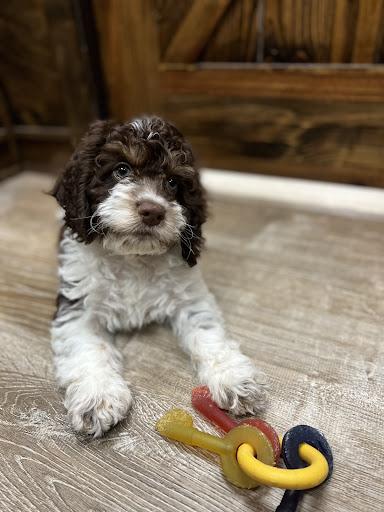 Pet Supply Store «Petland Dallas», reviews and photos, 11909 Preston Rd, Dallas, TX 75230, USA