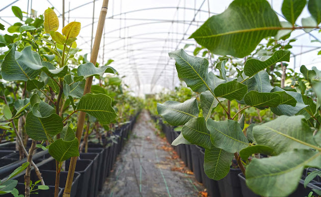 Viveiros Portugal - Comércio de plantas, produtos agrícolas e fitofármacos