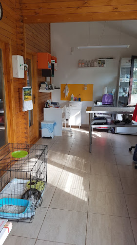 Opinii despre Cabinet veterinar non stop Bucuresti în <nil> - Veterinar