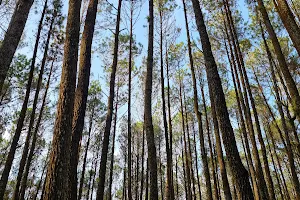 Hutan Pinus Mangunan image