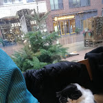 Photo n°1 de l'avis de Anastasia.e fait le 21/12/2023 à 22:59 sur le  Katzentempel Hamburg Hafencity à Hamburg